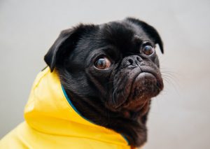 unhappy pug in yellow raincoat